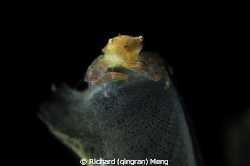 Meditator / During a night dive, we came across a crab si... by Richard (qingran) Meng 
